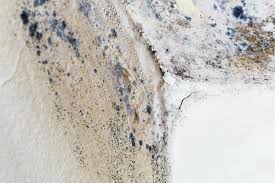 Best Mold Prevention Services  in Spindale, NC